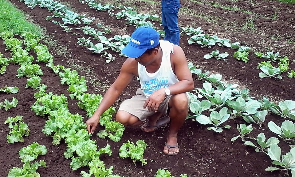 Man checking vegetable at green garden
