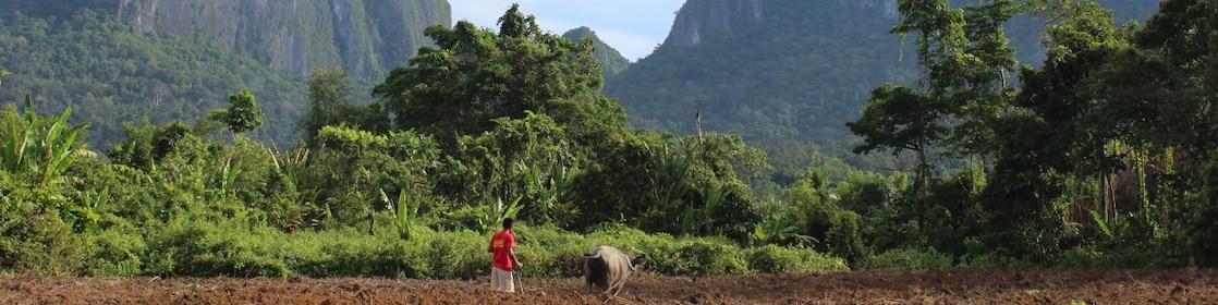 Arial view of greenery along a winding road