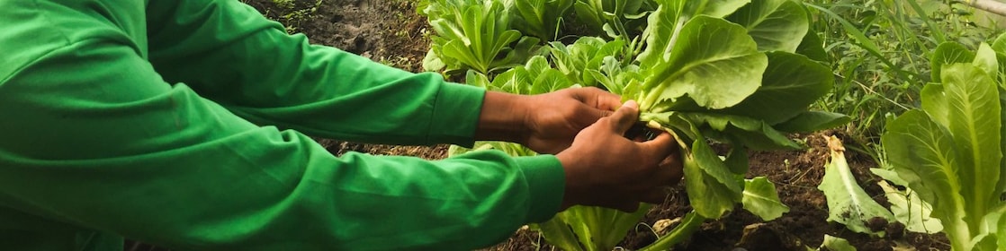 Shell Training Farms in Bombon