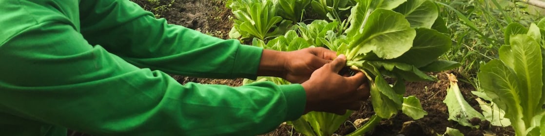 Shell Training Farms in Bombon