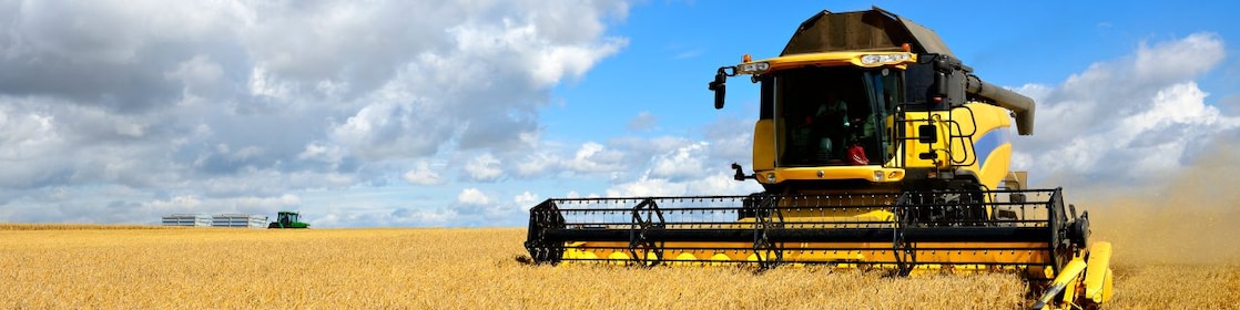 Corn in being cut down by a combine harvester