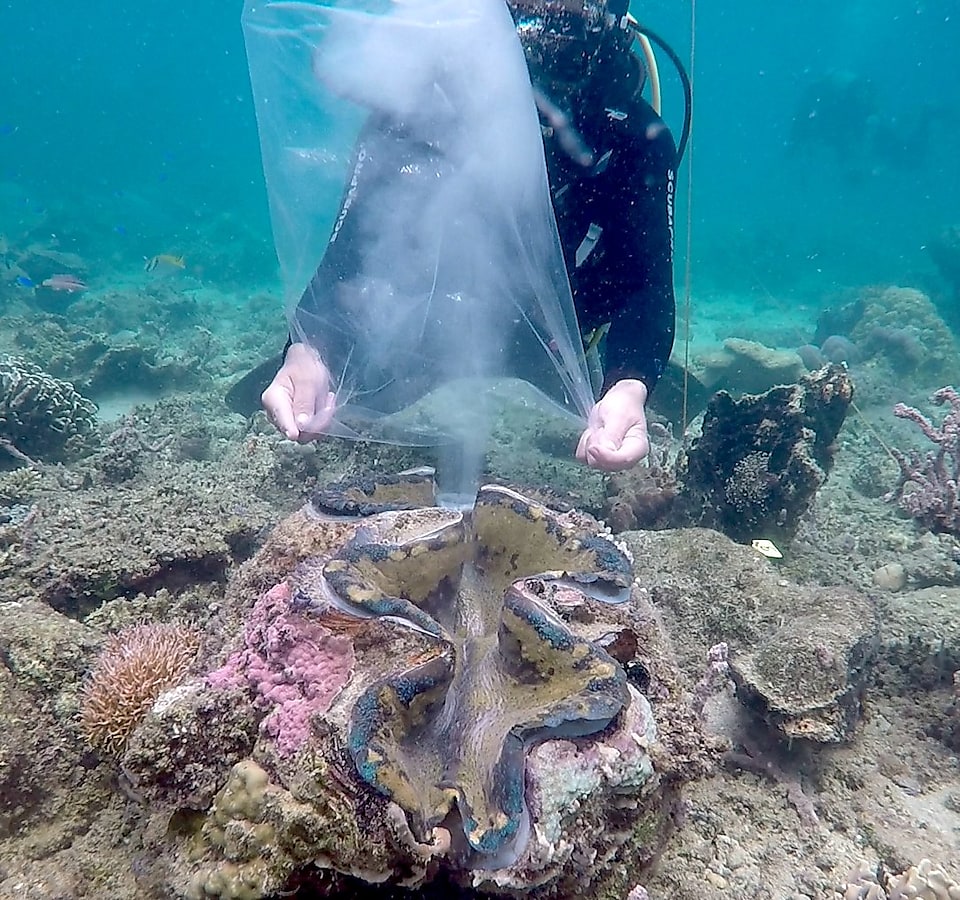 THE SPAWNING: After injecting serotonin to the Tridacna gigas, the diver must wait for the clam to induce, first, sperm cells, followed by egg cells. For the collected sperms and eggs to fertilize, a certain proportion has to be followed. Photo taken during the first spawning activity of Palawan genome Tridacna gigas last June 1 at Dos Palmas.