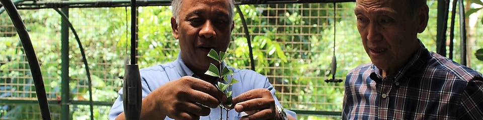 A senior science research specialist showing a dipterocarp seedling to  PSFI Executive Director Edgardo Veron Cruz
