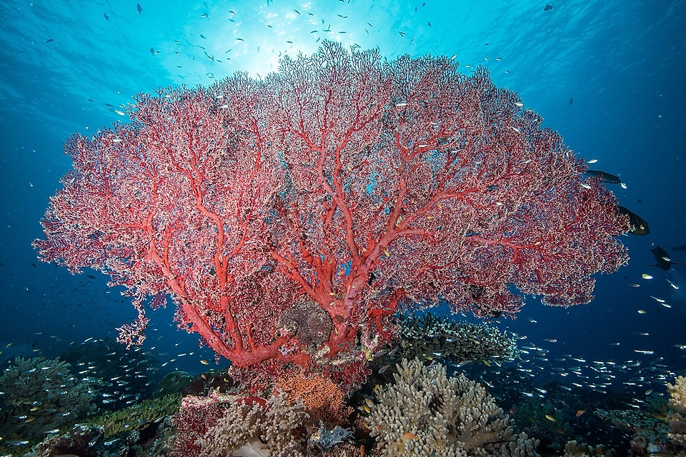 One of the beautiful corals found in Tubbataha