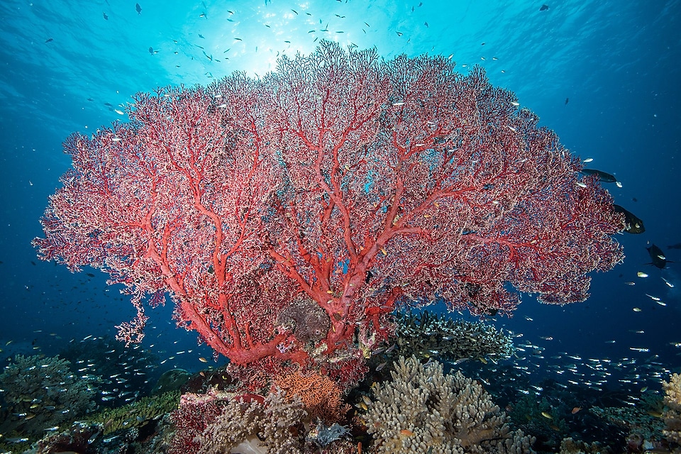 One of the beautiful corals found in Tubbataha