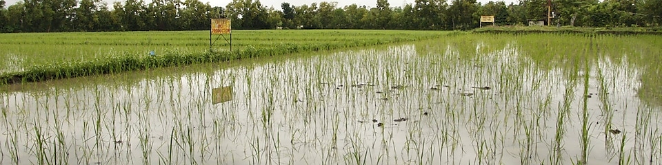 Bombon Training Farm - organic rice production area
