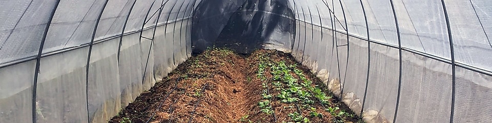 Vegetables plantation stored inside greenhouse