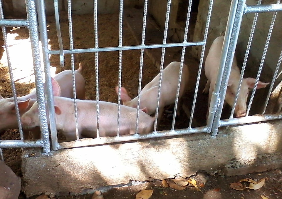Small pigs inside cage