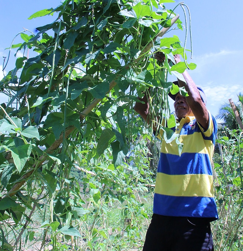 A beneficiary harvesting his own produce